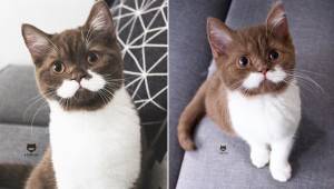 Poznajcie Gringo, kota który zachwycił wszystkich internautów swoimi uroczymi wą